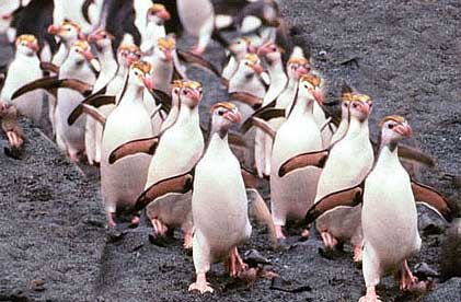 babypenguins.jpg